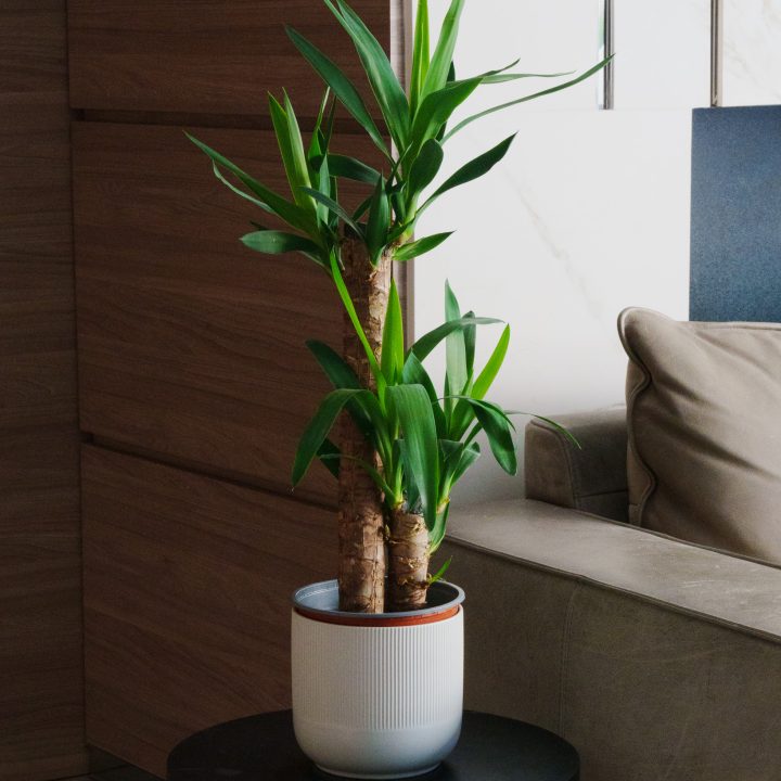 Proyecto_Green_Vital